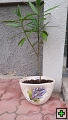 thn_kvetiny (9).jpg
